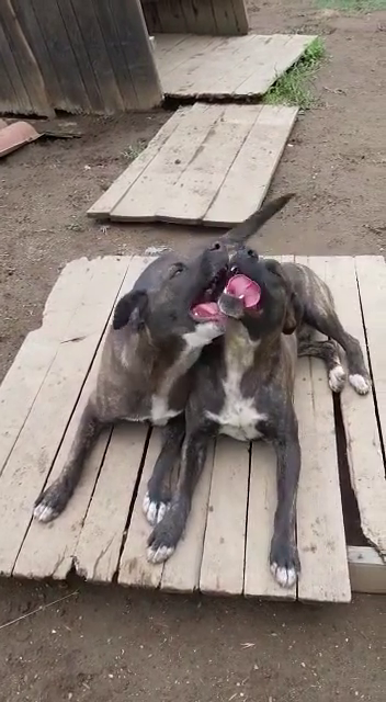 Gemma e Giada sorelline vivaci e allegrotte Foto 3